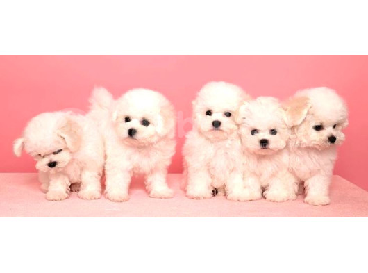 Maltesse Terrier Cinsi Mini Boy Puppy Kar Beyaz 