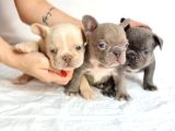 Özel Renk Ve Dna Da French Bulldoglar