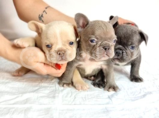 Özel Renk Ve Dna Da French Bulldoglar görsel
