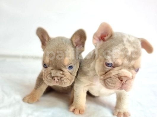 Özel Renk Ve Dna Da French Bulldoglar