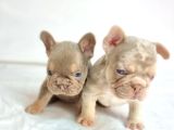 Özel Renk Ve Dna Da French Bulldoglar