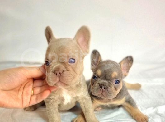Özel Renk Ve Dna Da French Bulldoglar görsel