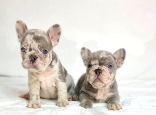 Özel Renk Ve Dna Da French Bulldoglar görsel