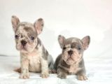 Özel Renk Ve Dna Da French Bulldoglar
