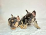 Özel Renk Ve Dna Da French Bulldoglar