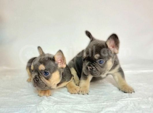 Özel Renk Ve Dna Da French Bulldoglar görsel