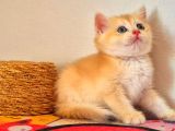 Lisanslı Üretim Evinden Golden Bebekler