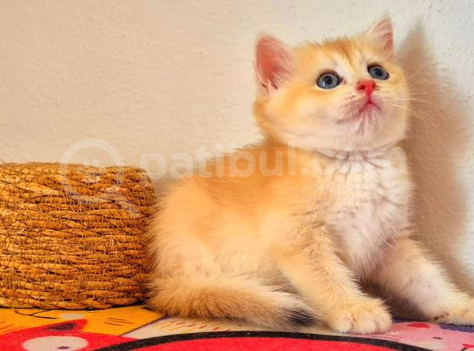 Lisanslı Üretim Evinden Golden Bebekler görsel
