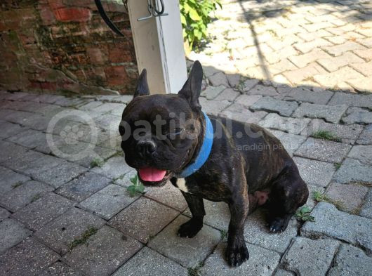 Genç Erkek Fransız Buldog