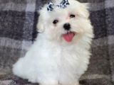 Maltesse Terrier Cinsi Mini Boy Puppy Kar Beyaz 