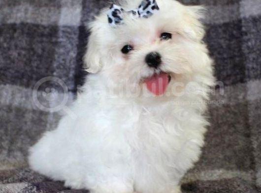 Maltesse Terrier Cinsi Mini Boy Puppy Kar Beyaz  görsel