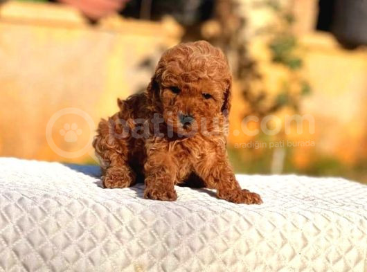 Tooy Poodle Cinsi Kıpkırmızı Red Mini Boy  görsel