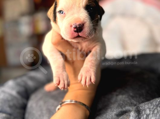 Güç Ve Ayrıcalık Isteyene American Bulldog Yavrularımız görsel