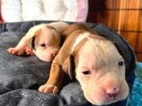 Güç Ve Ayrıcalık Isteyene American Bulldog Yavrularımız