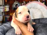 Güç Ve Ayrıcalık Isteyene American Bulldog Yavrularımız
