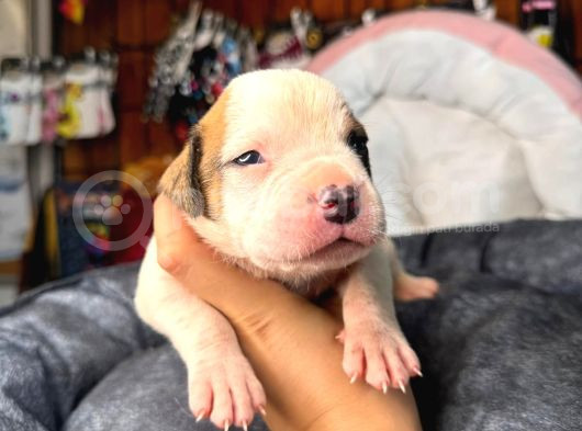 Güç Ve Ayrıcalık Isteyene American Bulldog Yavrularımız görsel