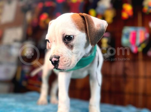 En Güçlü Bekçi Köpeği A Secereli Amerikan Bulldog görsel