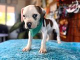 en güçlü bekçi köpeği a secereli Amerikan Bulldog
