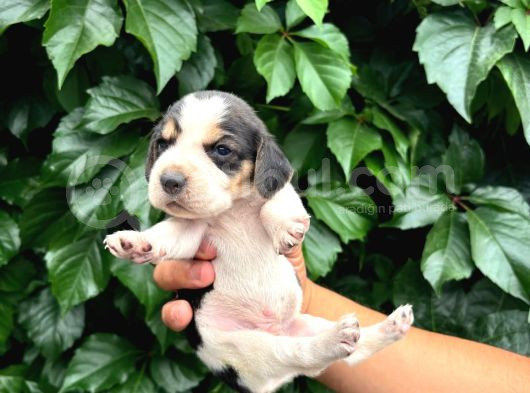 Safkan Anne Ve Babadan Beagle Yavruları
