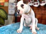 Güç ve ayrıcalık isteyene american bulldog yavrularımız