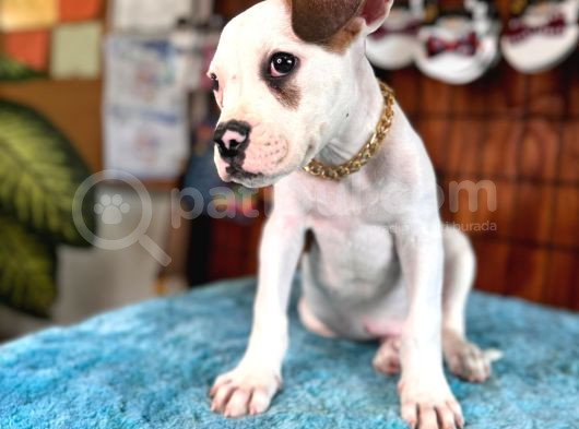 Güç Ve Ayrıcalık Isteyene American Bulldog Yavrularımız