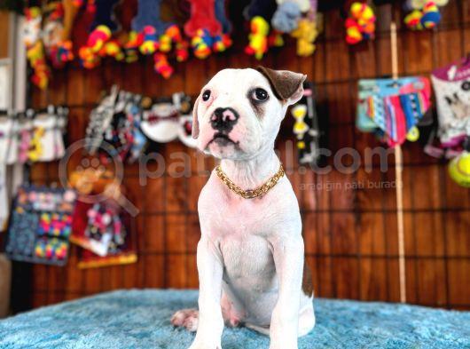 En Güçlü Bekçi Köpeği A Secereli Amerikan Bulldog görsel