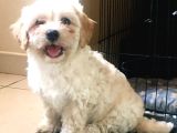 Kahve Tonlu Mini Boy Puppy Sevimli Yavrular Malti̇po Ci̇nsi̇ 
