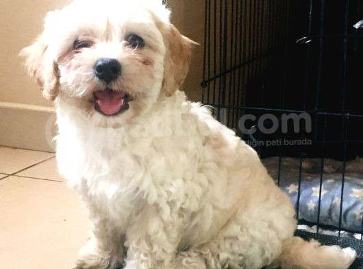 Kahve Tonlu Mini Boy Puppy Sevimli Yavrular Malti̇po Ci̇nsi̇  görsel