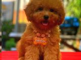 Tooy Poodle Cinsi Kıpkırmızı Red Mini Boy 