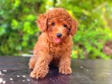 Tooy poodle cinsi kıpkırmızı Red mini Boy 