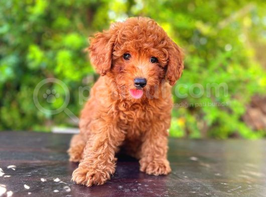 Tooy Poodle Cinsi Kıpkırmızı Red Mini Boy 