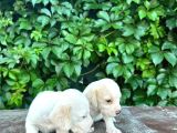 Safkan Anne Ve Babadan Beagle Yavruları