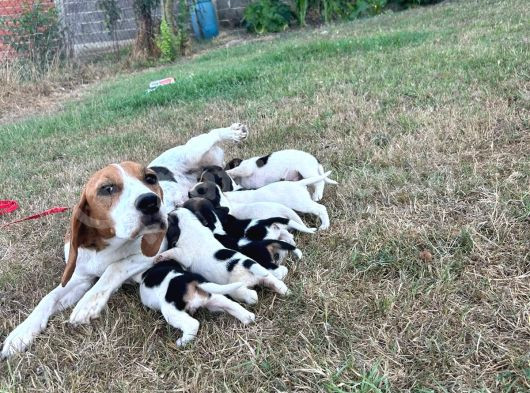 Safkan Anne Ve Babadan Beagle Yavruları görsel