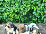 Safkan Anne Ve Babadan Beagle Yavruları