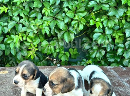 Safkan Anne Ve Babadan Beagle Yavruları görsel