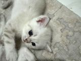 Masmavi Gozleri Silver Point Yavrular