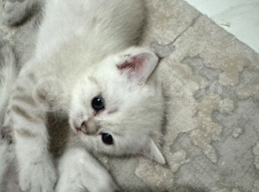 Masmavi Gozleri Silver Point Yavrular görsel