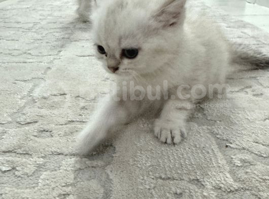 Masmavi Gozleri Silver Point Yavrular görsel