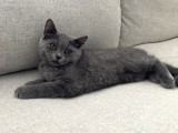 3 Aylık Dişi British Shorthair