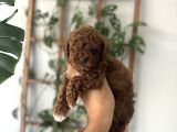 Toy Garanti̇li̇ Ori̇ji̇nal Toy Poodle Yavrular