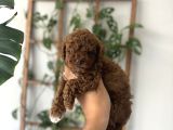 TOY GARANTİLİ ORİJİNAL TOY POODLE YAVRULAR
