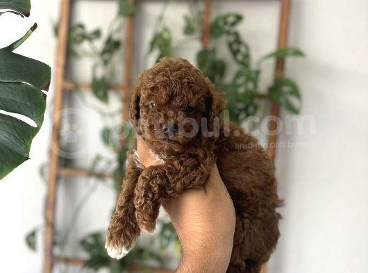 Toy Garanti̇li̇ Ori̇ji̇nal Toy Poodle Yavrular