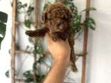 Baby Face Yüz Yapili Toy Poodle Yavrular