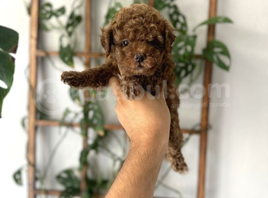 Baby Face Yüz Yapili Toy Poodle Yavrular görsel