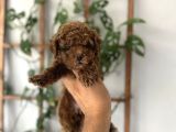 Baby Face Yüz Yapili Toy Poodle Yavrular