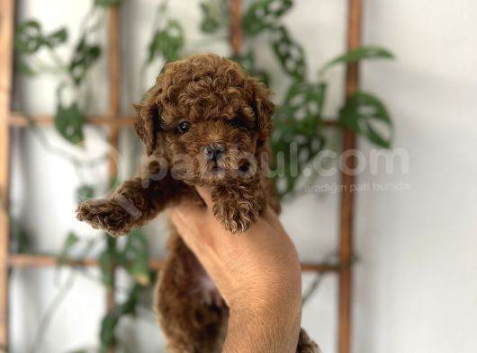 Baby Face Yüz Yapili Toy Poodle Yavrular görsel