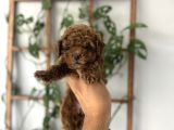 BABY FACE YÜZ YAPILI TOY POODLE YAVRULAR