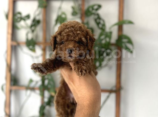 Baby Face Yüz Yapili Toy Poodle Yavrular