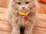 Scottish Fold Yavru 2 Aylık
