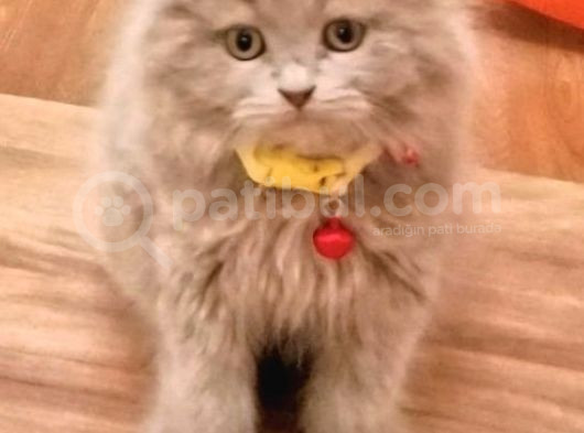 Scottish Fold Yavru 2 Aylık görsel